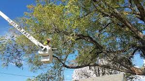 Worker in bucket lift trimming branches from a tall tree.